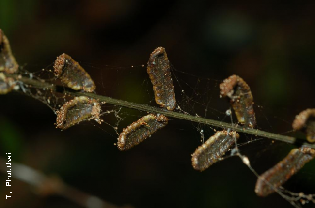 Fertile pinnae from above