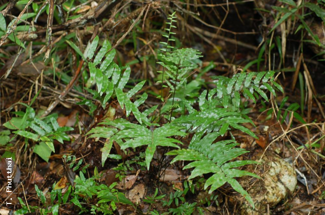 Habit