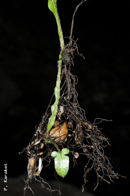 Bulbil on elongated frond apex