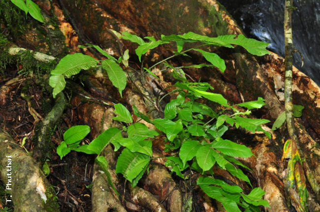 Habit
