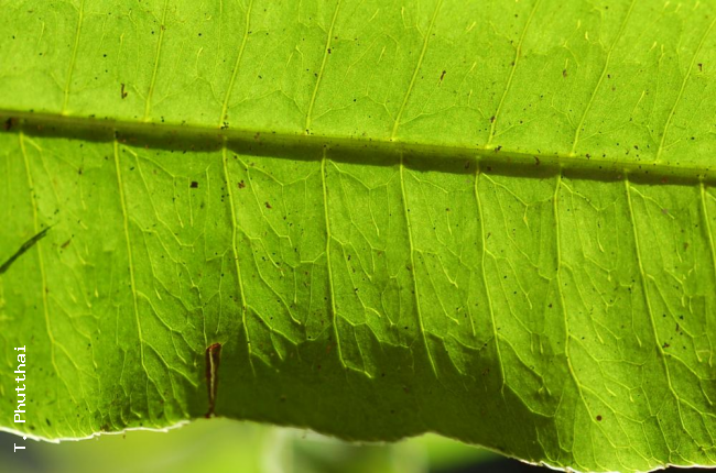 Venation in sterile frond
