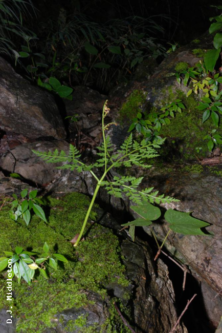 Habit
