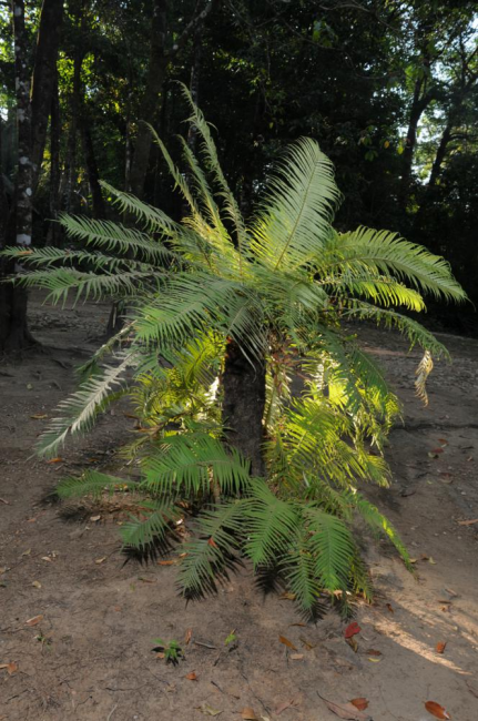 Habit