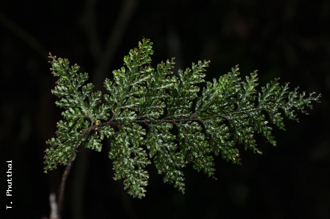 Frond