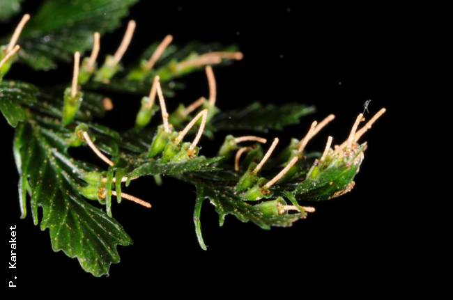 Involucres with exserted receptacles