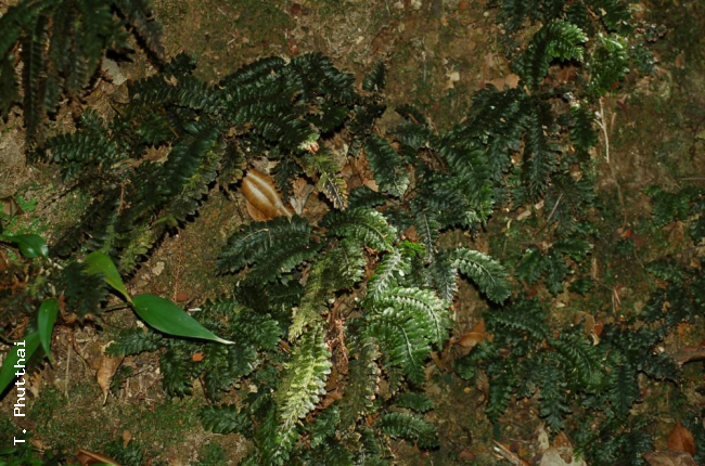 Habit