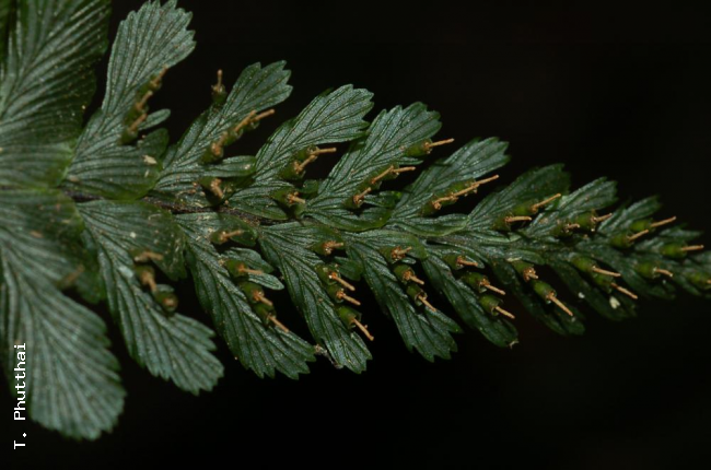 Frond showing position of sori.