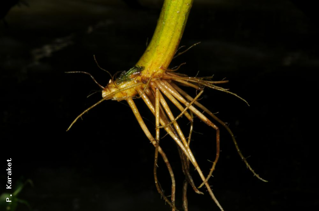 Roots