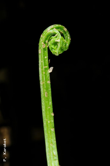 Crozier