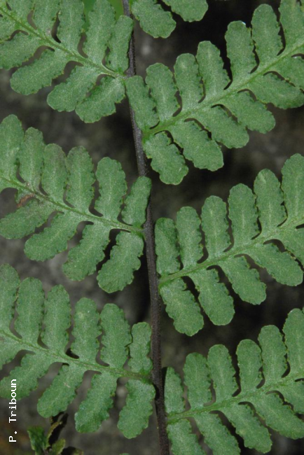 Upper surface of lamina