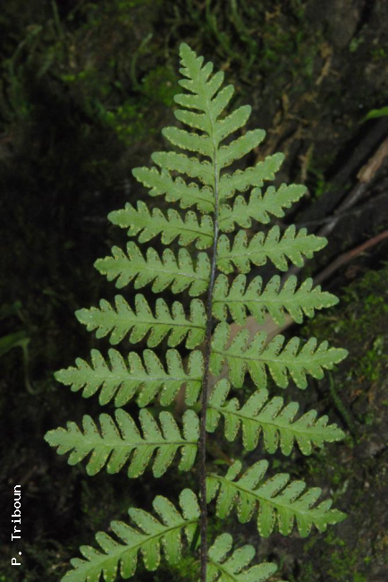 Frond