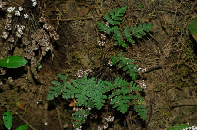 Habit