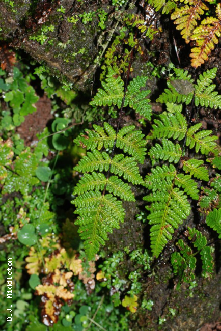 Habit