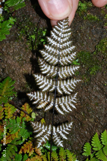 Lower surface of frond