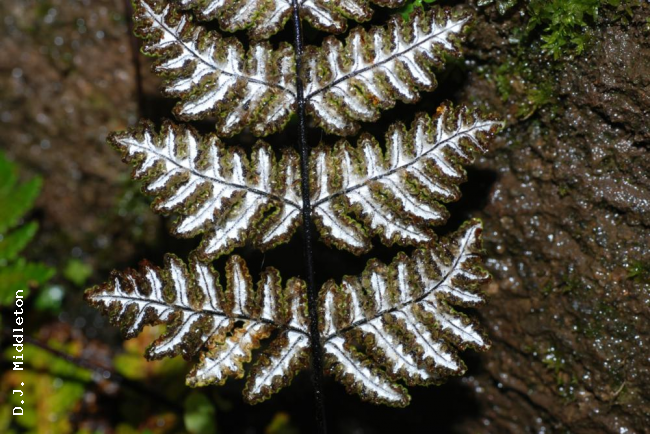 Lower surface of frond
