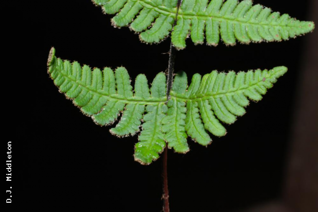 Basal pinnae