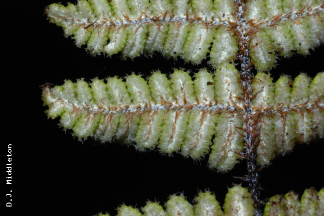 Lower surface of lamina