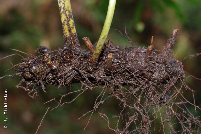 Rhizome