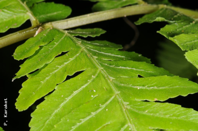 Upper surface of pinnae