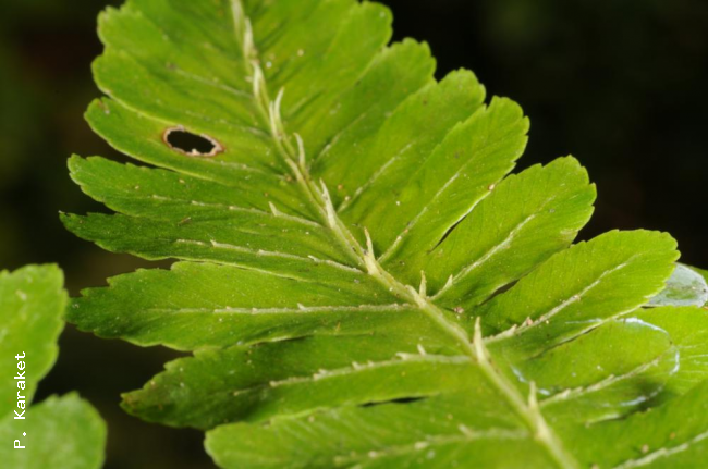 Spines on costa and costules