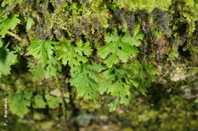 Habit