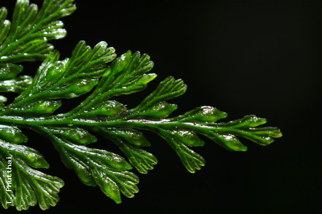 Fronds showing intramarginal false veins