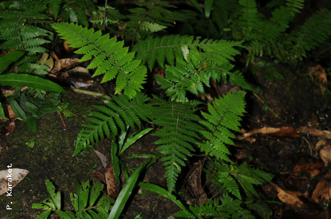 Habit