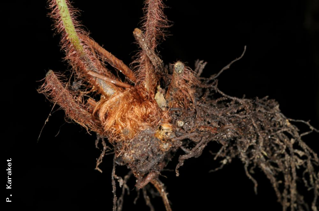 Rhizome