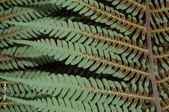 Pinnules