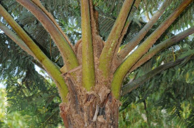 Top of trunk and bases of stipes