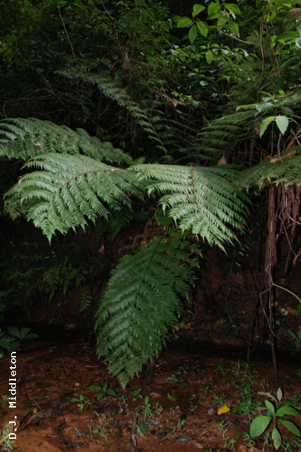 Habit