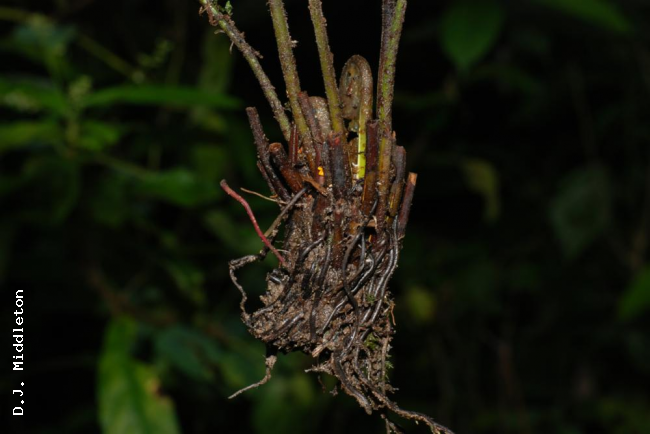 Rhizome