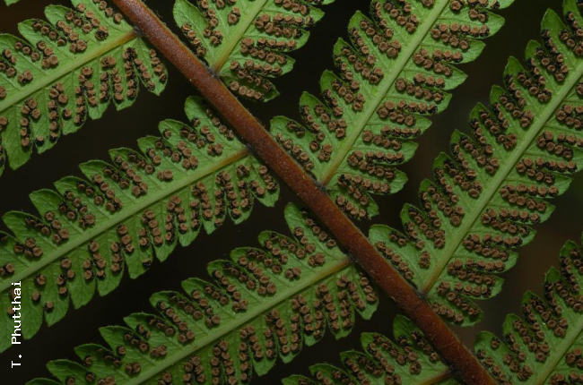 Lower surface of rachis and pinnae