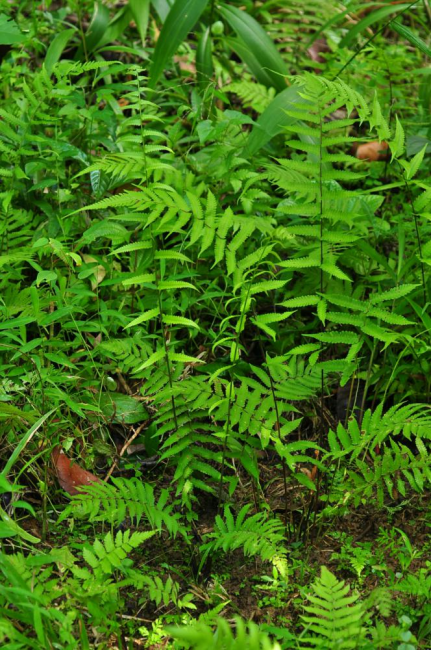 Habit