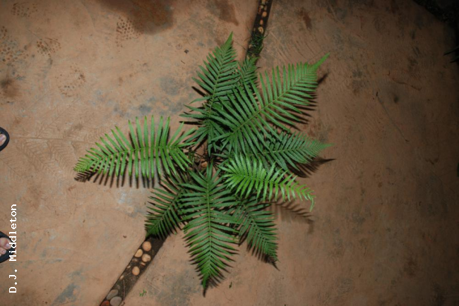 Habit