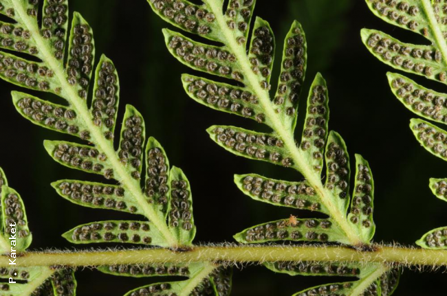 Lower surface of frond