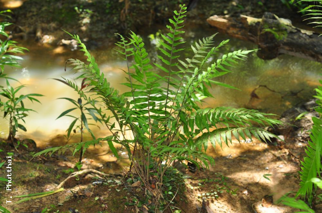 Habit