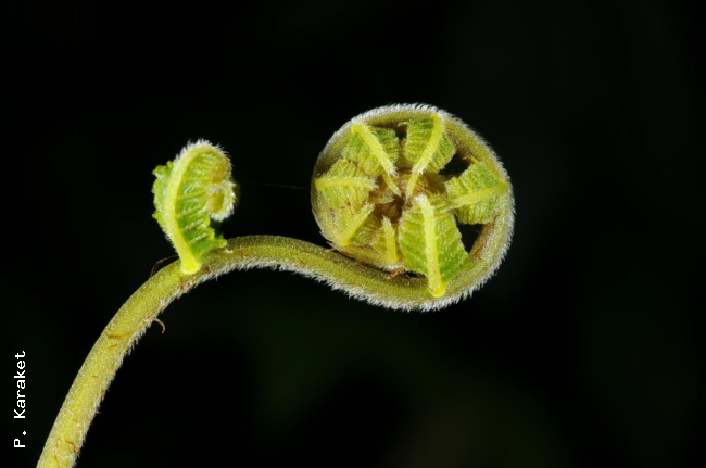 Crozier