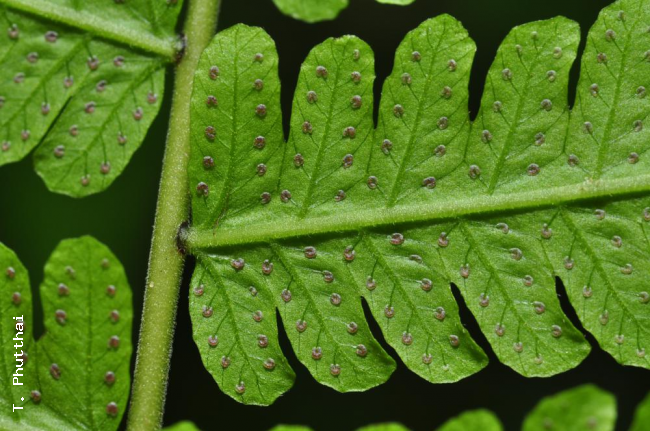 Lower surface of rachis and pinnae