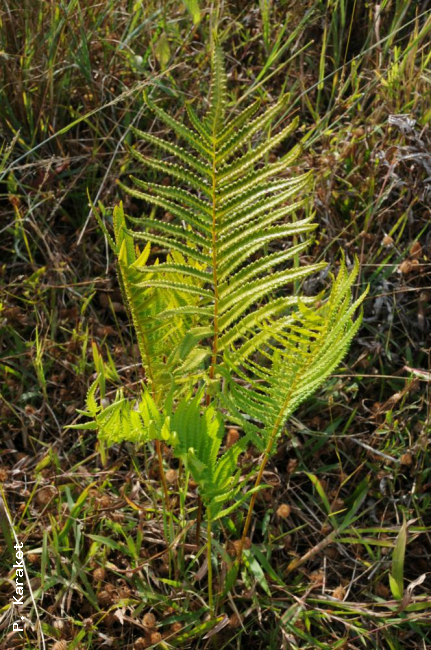 Habit
