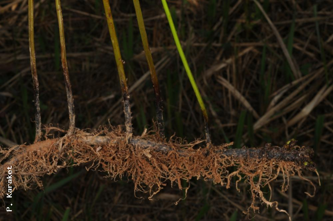 Rhizome