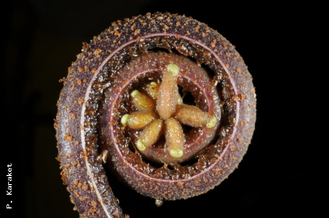 Crozier
