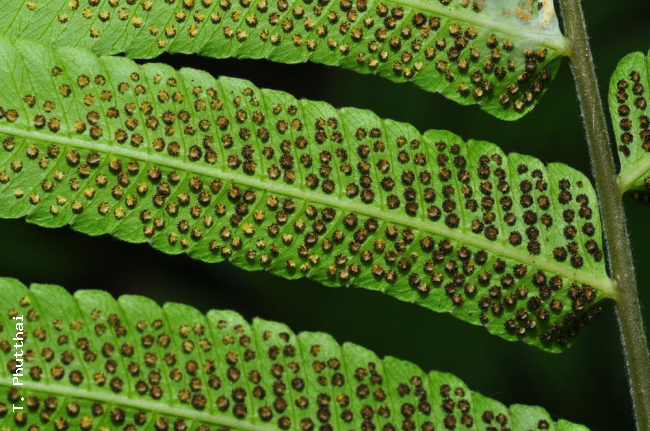 Lower surface of pinnae with mature sori