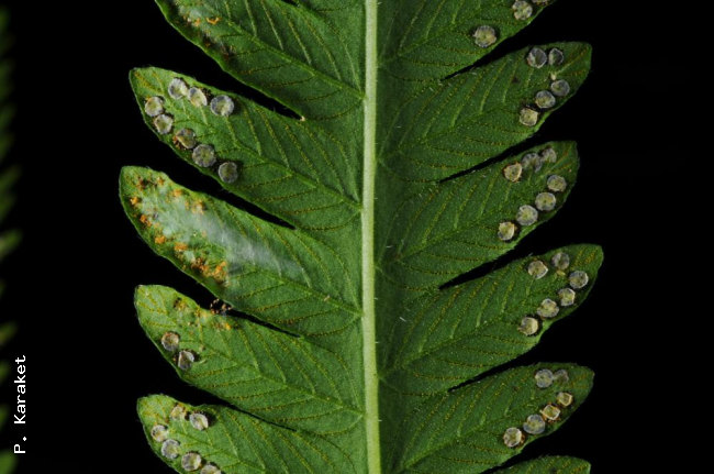 Lower surface of lamina