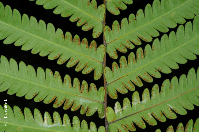 Lower surface of rachis and pinnae