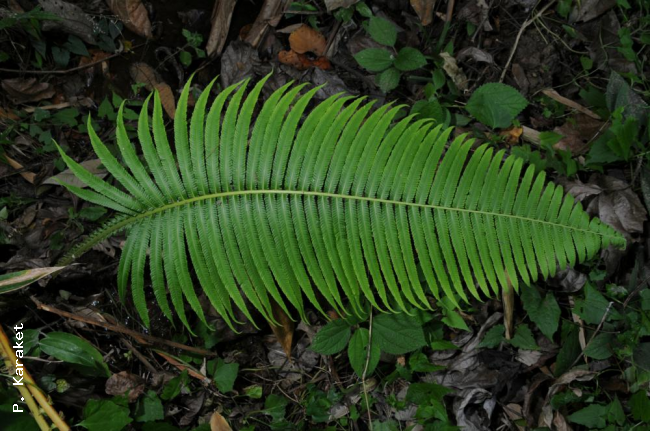 Frond