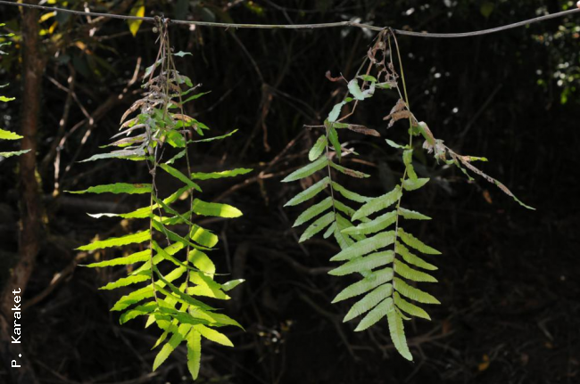 Elongated rachis with young plantlets