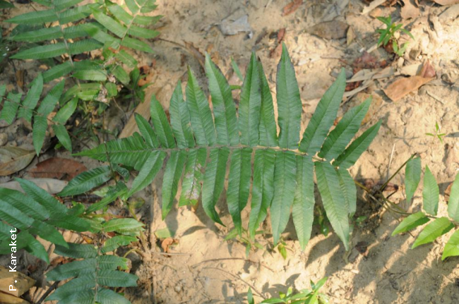 Frond