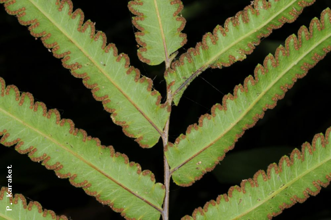 Lower surface of lamina