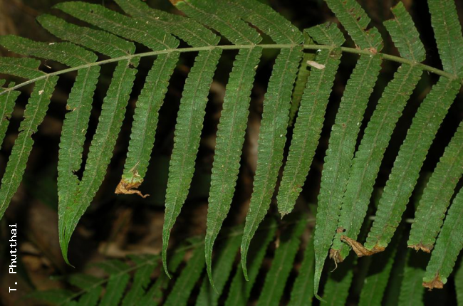 Pinnae